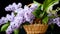 Spring blooming bouquet of lilac in a basket