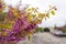 Spring blooming cercis in garden