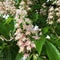 Spring blooming chestnut tree flowers