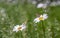 Spring, blooming daisies close-up on a Daisy sits a beautiful butterfly and drinks dew drops and a beetle flies over a blade of