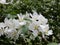 Spring blooming delicate white flowers pear trees on a blurred background