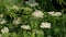 Spring blooming elderberry on the plantation. Elderberry branch