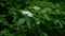 Spring blooming elderberry on the plantation. Elderberry branch in the rain