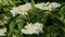 Spring blooming elderberry on the plantation. An elderberry branch in the wind. Growing elderberry