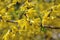 Spring Blooming Forsythia. Spring background with yellow flowers tree brunches. Shallow depth of field.