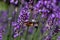 Spring blooming  lavander and flying butterfly, Slovakia