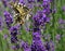 Spring blooming  lavander and flying butterfly, Slovakia