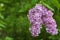 Spring Blooming Lilac flowers with green garden backdrop