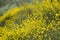 Spring blooming lots of yellow flowers Spartium