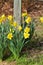 Spring Blooming Naturalized Yellow Daffodils