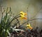 Spring Blooming Naturalized Yellow and Gold Daffodils