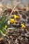 Spring Blooming Naturalized Yellow Gold Daffodils