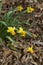 Spring Blooming Naturalized Yellow and Gold Daffodils