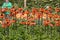 Spring blooming orange Fritillaria imperialis in Keukenhof garden in Lisse, Holland,