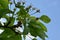 Spring blooming pear tree with white flowers and green leaves against a spring blue sky.