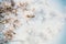 Spring blooming. Pink almond blossoms closeup, blur background, copy space