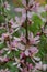 Spring blooming of pink barberry