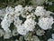 Spring blooming shrub with many white flowers - Spirea Spiraea cantoniensis