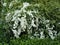 Spring blooming shrub with many white flowers - Spirea Spiraea cantoniensis, general view