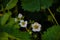 Spring blooming strawberries flowers. Strawberry plant blooms in bed on organic farm