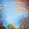 Spring blooming tree tops and sky. Square background.