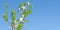 Spring blooming tree with white pink flowers and foliage against