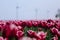 Spring blooming tulip field in Netherlands in spring after rain. Colorful tulips