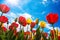 Spring blooming tulip field. Spring floral tulip background.