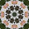 Spring Blooming White and Pink Daffodil Kaleidoscope