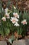 Spring Blooming White and Pink Daffodils