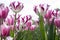 spring blooming white, pink and red tulips, bokeh flower background. Selective focus bright colors.
