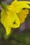 Spring Blooming Yellow Daffodil With Spider