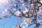 Spring blooms background. Beautifull almond tree flowers against the blue sky. Spring flowers. Beautiful garden in