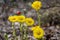 spring blooms in the mixed woods of downy oak dandelion coltsfoot primrose