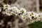 Spring blossom apple tree