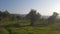 The spring blossom at the Ayalon valley near the Latrun Trappist Monastery of the Silent Monks, near Jerusalem, Israel