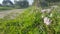 The spring blossom at the Ayalon valley near the Latrun Trappist Monastery of the Silent Monks, near Jerusalem, Israel