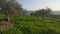 The spring blossom at the Ayalon valley near the Latrun Trappist Monastery of the Silent Monks, near Jerusalem, Israel