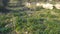 The spring blossom at the Ayalon valley near the Latrun Trappist Monastery of the Silent Monks, near Jerusalem, Israel