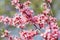 Spring blossom background. Blooming almond tree. Pink flowers on a tree