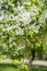 Spring blossom background. Blossom tree. Spring print. Apple tree branch. Apple blossom