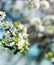Spring blossom background. Blossom tree. Spring print. Apple tree branch. Apple blossom