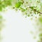 Spring blossom background, green leaves and white flowers