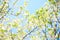 Spring Blossom of Bird Cherry. White Flowers