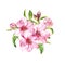 Spring blossom - bouquet of pink sakura, cherry flowers. Springtime floral watercolour