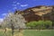 Spring blossom in Capitol Reef National Park, Utah