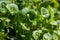 Spring blossom of Claytonia perfoliata or miner`s lettuce, Indian lettuce, spring beauty, winter purslane