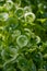 Spring blossom of Claytonia perfoliata or miner`s lettuce, Indian lettuce, spring beauty, winter purslane