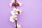 Spring blossom concept. Blooming cherry branch on purple background