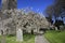 Spring Blossom in an English Churchyard